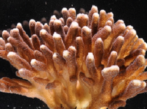KAUST researchers have sequenced the genome of the robust coral Stylophora pistillata. Comparisons with another coral species demonstrates that the two are far more genetically diverse than anticipated.