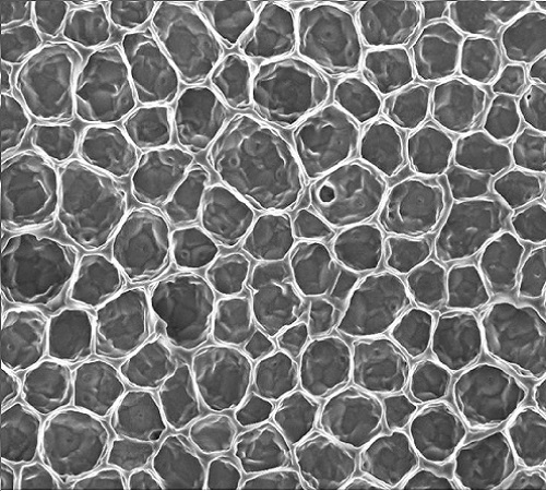 The repeating regular hierarchical structures are shown by scanning electron microscopy (SEM) images that illustrate how the honeycomb structure has formed at the surface of the material (top) and within the material (bottom).