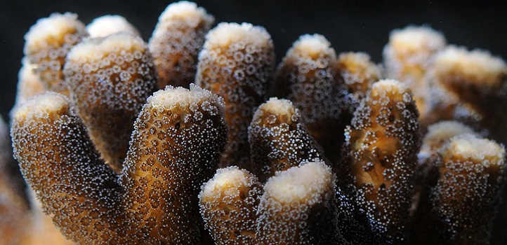 Colonies of the smooth cauliflower coral, Stylophora pistillata, were placed in seawater aquariums with varying acidity levels for two years.
