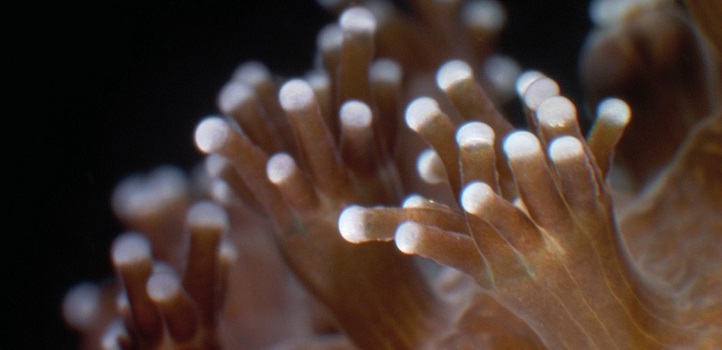 A Stylophora polyp: the team discovered that cell and polyp sizes in the corals increased with rising acidity.