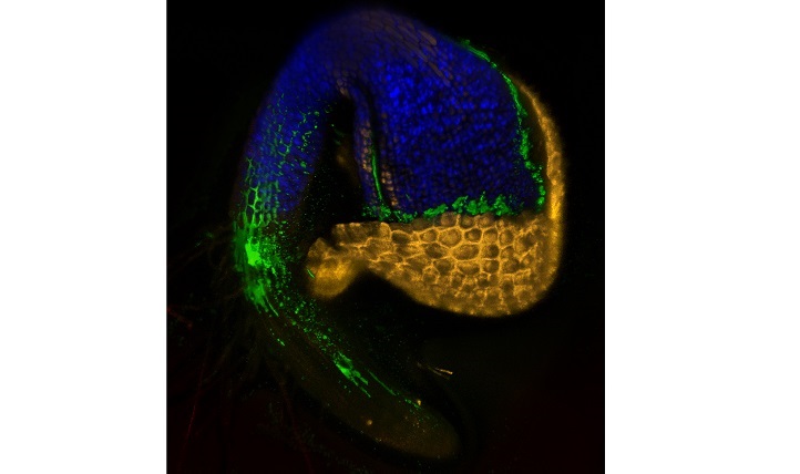 Scanning confocal micrograph of a germinating Arabidopsis seedling, showing immediate colonization by SA187 (green).