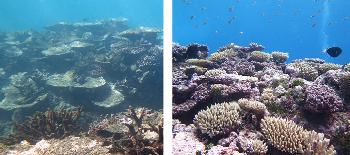 A degraded reef in Samoa (left) shows that even reefs far from large urban centers are being affected by climate change.  However, healthy reefs (right) were found within Upolu’s marine protected areas and near the Cook Islands southwest of Samoa, indicating that local action to protect resources can go a long way.