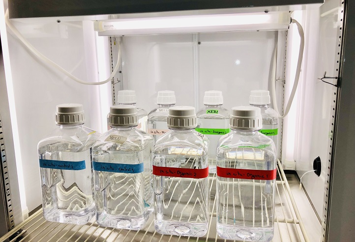 The KAUST team took multiple seawater samples every month for a year and incubated them to determine microbial plankton communities’ response to rising water temperatures.