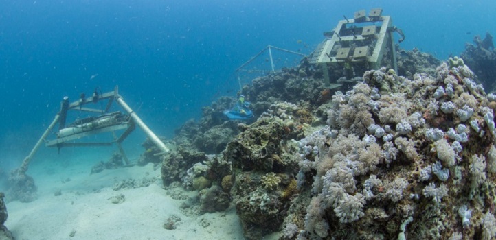 A nearshore reef site in the Red Sea with a monitoring station (left) and limestone blocks (right). At nearshore sites, the communities are dominated by soft corals, sponges and some macroalgae.