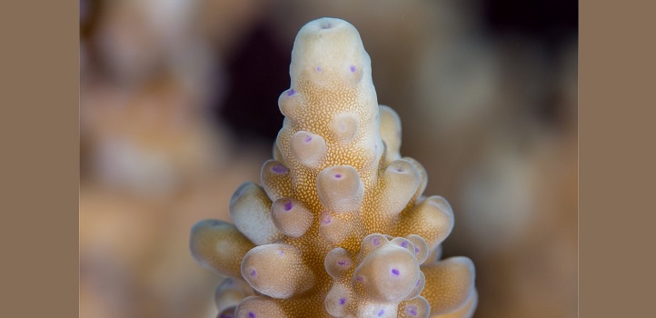 A close-up of the fragile polyps of a branching coral belonging to the Acroporid coral group, a highly diverse coral genus of fast-growing corals crucial to reef growth. Acroporids form the 3D structures that offer shelter to reef organisms, but many of them are sensitive to environmental disturbances, such as the effects of climate change.