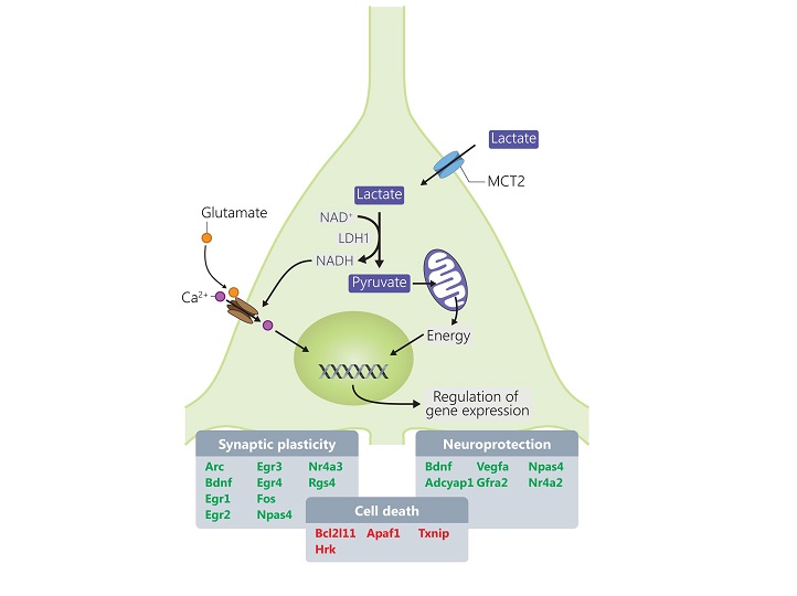 Mechanisms through which lactate modulates the expression of genes involved in synaptic plasticity and neuroprotection. Genes highlighted in red are downregulated and genes highlighted in green are upregulated by lactate.