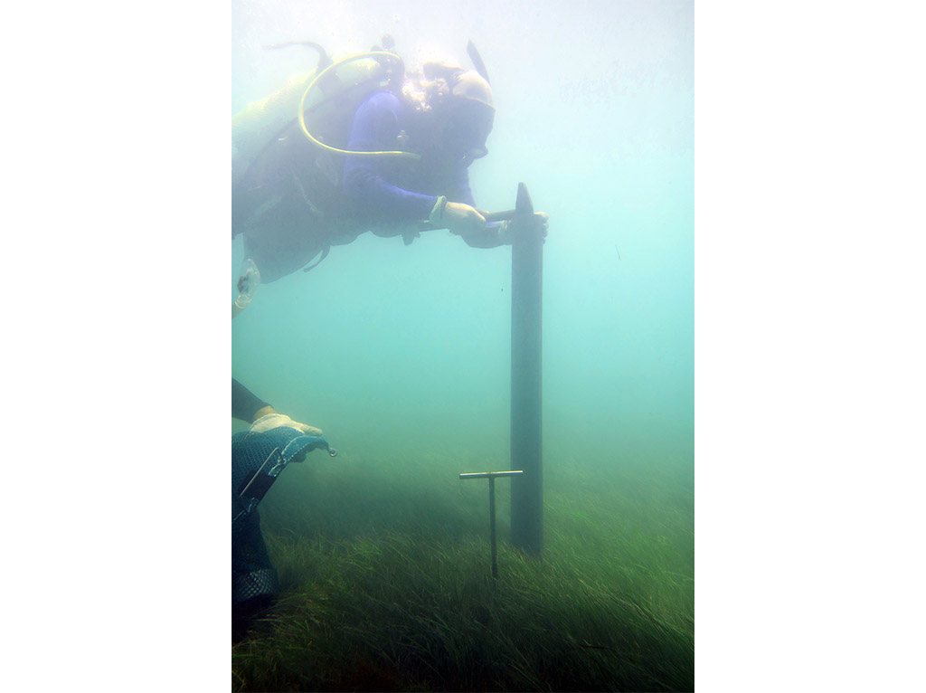 A researcher collects a core sample from a seagrass meadow in the Arabian Gulf.