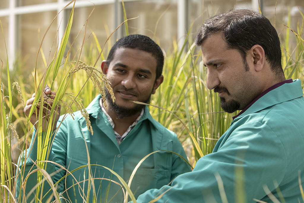 Umar Hameed (left) and Imran Haider in the KAUST Greenhouse.