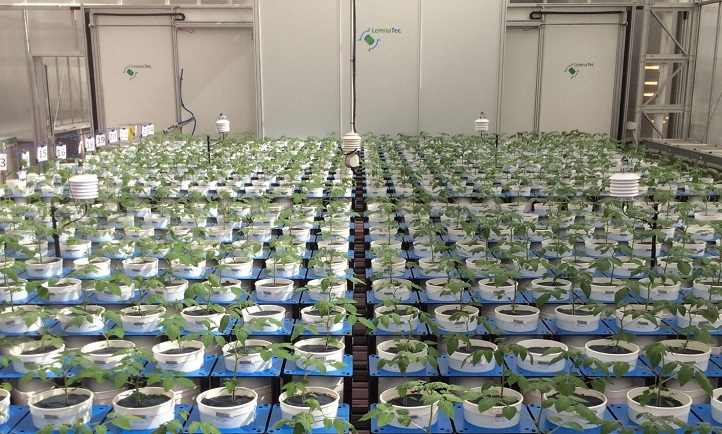 A Smarthouse at The Plant Accelerator (a high-throughput phenotyping system built under Prof. Mark Tester's leadership) during an experiment on S. pimpinellifolium.