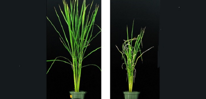 Mutant rice plants without zaxinone-producing enzyme (on right) experience poor growth when compared with wild-type plants (left).