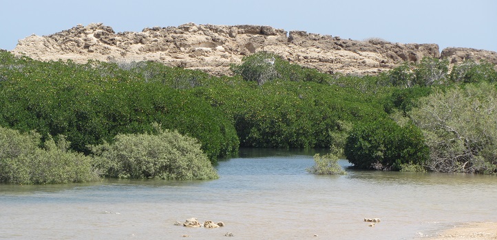 Farasan Island mangrove forest in southwestern Saudi Arabia, one of the three study sites.