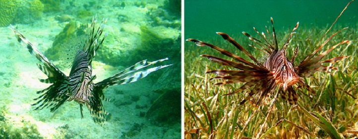 Lionfish, a native species from the Indo-Pacific, are invading coral reefs (left) and seagrass meadows (right) in the Caribbean and and Mediterranean Sea.