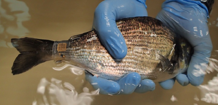 The new version of Marine Skin shown attached to a sea bream.