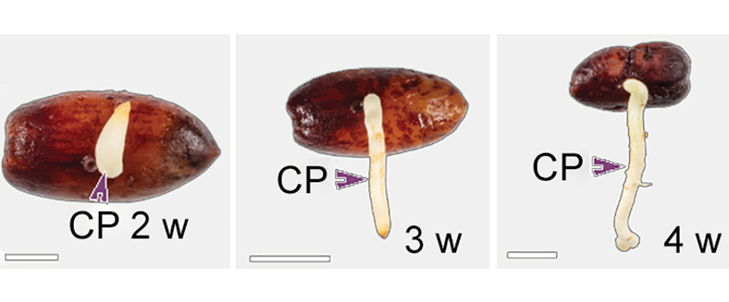 Macrographs showing the process of germination in date palm at two (left), three and four (right) weeks. The purple arrows point to the cotyledonary petiole. The scale bars are one centimeter.