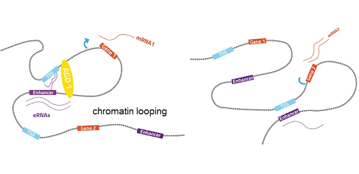 Normal gene expression (left): the enhancer-associated AGO1 helps maintain 3D chromatin organization.  Perturbed gene expression (right): turning off AGO1 in human cells changes how chromatin loops interact and perturb gene expression.