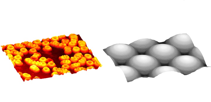 Quantitative phase imaging enables researchers to detect geometry of small transparent samples with fine structures; for example, three-dimensional red blood cells (left) and a microlens array (right).