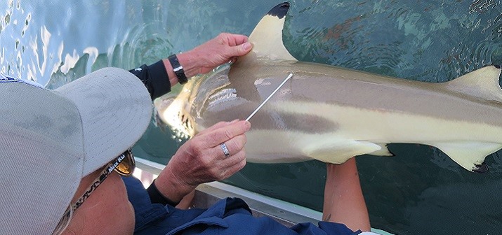 Skin mucus samples were collected from the backs and gills of wild-caught blacktip reef sharks around the Seyshelles Islands.
