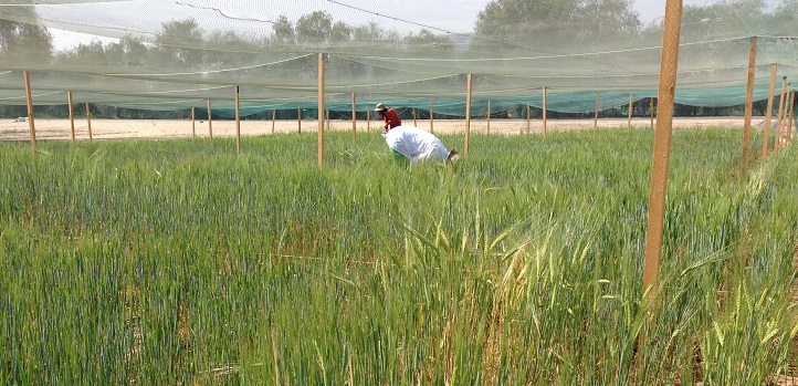 Plant scientists collect data from the barley plants in the field trial. An advanced robust statistical technique can then be used to help to explore the influence of different plant traits on barley yield under saline and nonsaline conditions.