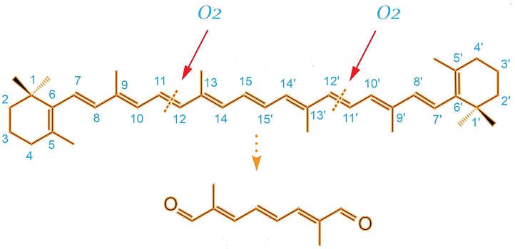 Carotenoids are pigment compounds that are found in all plants. They play a key role in photosynthesis and production of hormones and metabolites. The chemical structures of betacarotene (above) and anchorene (below) are shown.