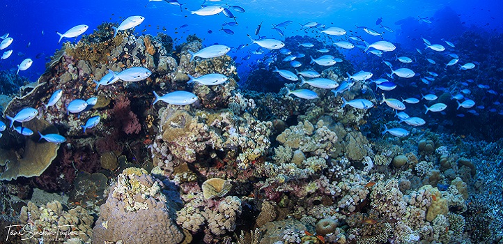 Well-studied coral reefs are considered the "canary in the coal mine" as they show early impacts of warning and ocean acidification.