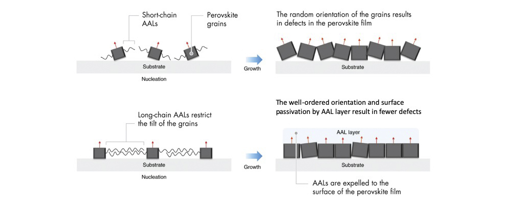 The mechanisms underpinning efficiency enhancements. Compared to short-chain alkylamine ligands (AALs) (top), long-chain AALs (bottom left) help neighboring perovskite grains to align, resulting in fewer defects in the final film (bottom right).