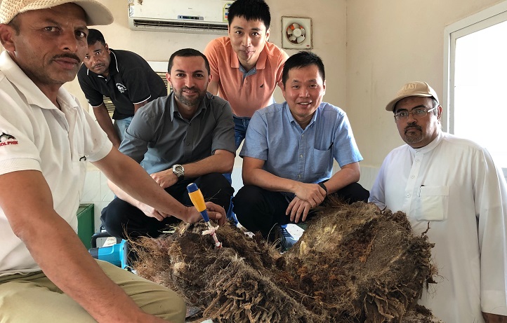 The research team shows the larvae inside the trunk of a date palm.