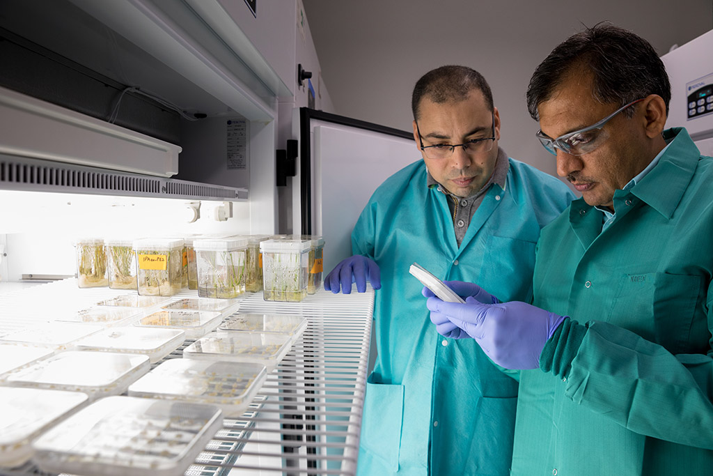 Co-first authors Khaled Sedeek (left) and Zahir Ali evaluate the success of their genome editing system on seedlings in the KAUST Core Labs Plant Growth Chamber Facility.