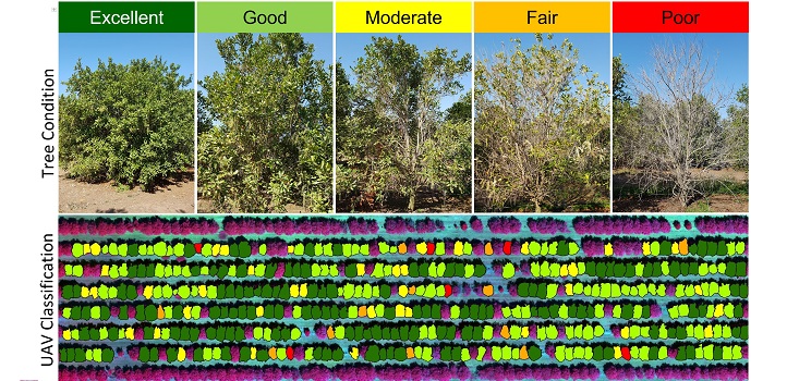 By combining data from UAV and satellite surveys, Johansen and co-workers were able to classify the health of individual trees on a five-point scale across large areas of macadamia plantations. Farmers can then use a map, like the one shown, to find and treat trees at risk.