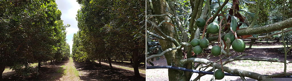 Macadamia trees (left) produce the valuable fruit, macadamia nuts (right).