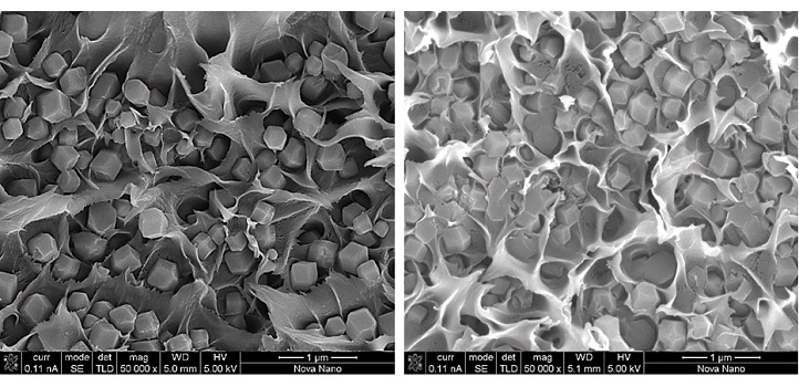 Cross-sectional SEM images show differences in physical characteristics of the membranes..