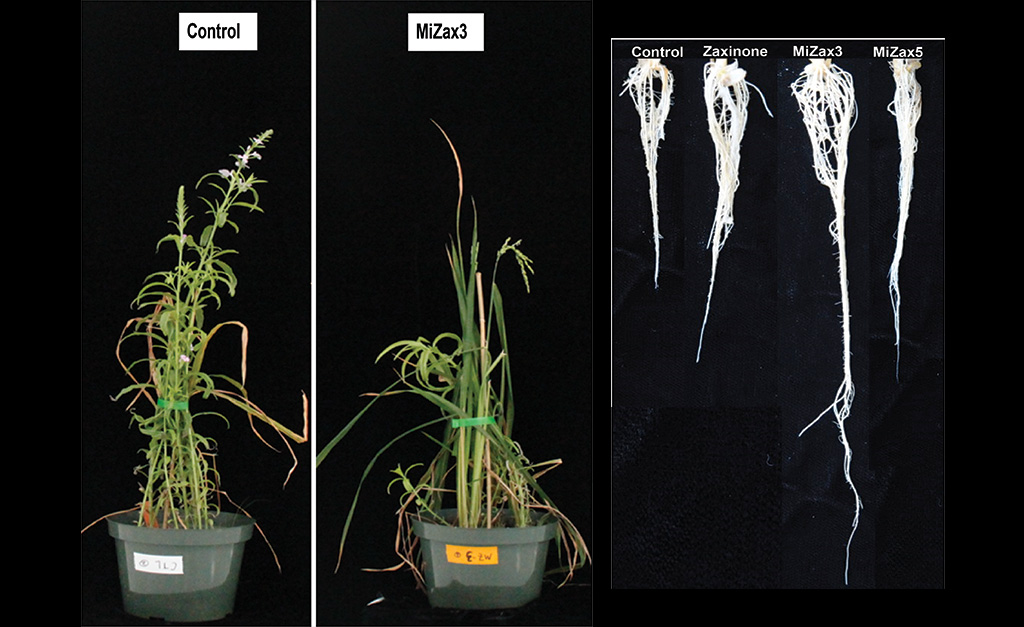 By applying MiZax to the soil containing Striga seeds, the researchers found that the Striga emergence was significantly decreased (left) and that the growth of rice plant roots were remarkably boosted in the hydroponic system (right).