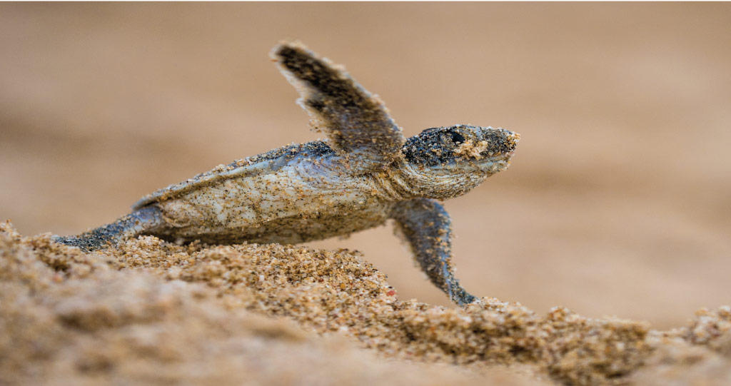 Making a dash for it: a turtle hatchling emerges from the sand along the Red Sea coast.