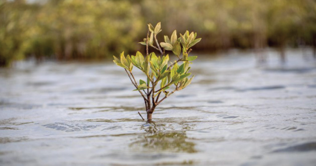 Mangroves can create alkaline conditions that enhance the ocean's capacity to store atmospheric carbon dioxide.