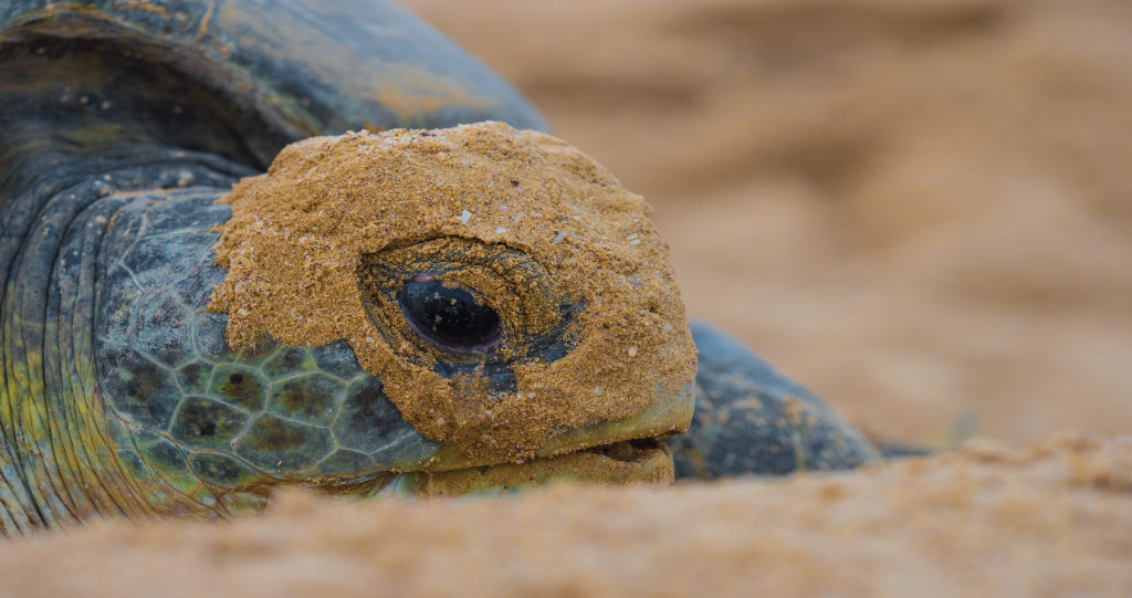 Understanding the environmental threats to Red Sea turtles, such as plastic and heavy metal pollution, is critical to the success of conservation strategies.