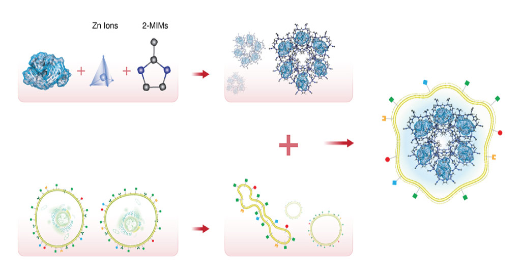 The team loaded nivolumab, a cancer immunotherapy drug, onto a ZIF metal organic framework composed of zinc ion subunits attached to organic methylimidazole (MIM), and encapsulated it within a membrane of the target cancer cells.