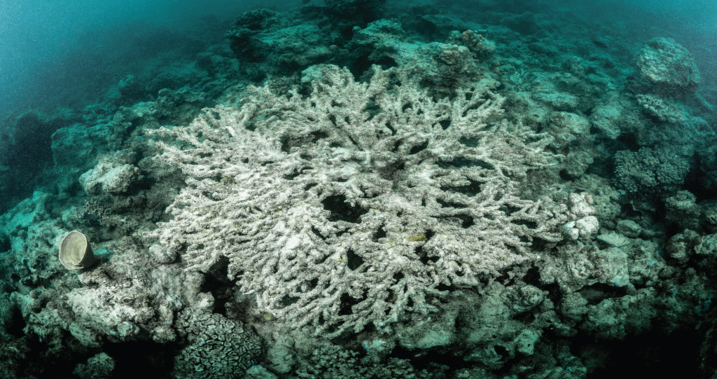 The supply of beneficial bacteria is hoped to help corals adapt to higher temperatures and salinity and ultimately help reefs recover from bleaching, such as that pictured above.