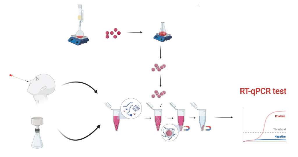 The safe, rapid and low-cost SARS-CoV-2 testing protocol uses magnetic nanoparticles to isolate the viral nucleic acids, avoiding the need for centrifuging or expensive reagents.
