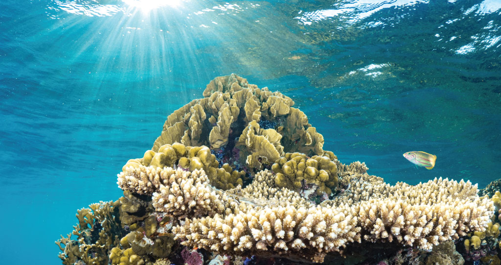 Regular monitoring of the nutritional status of corals could help to detect long-term trends in the response of corals to climate change and other environmental stressors.