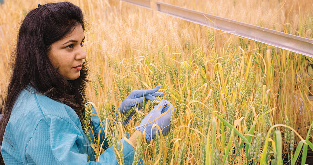 The team believe thousands of other bacteria have the power to protect plants against diverse threats, from droughts to fungi, and are already testing some on other crop types.