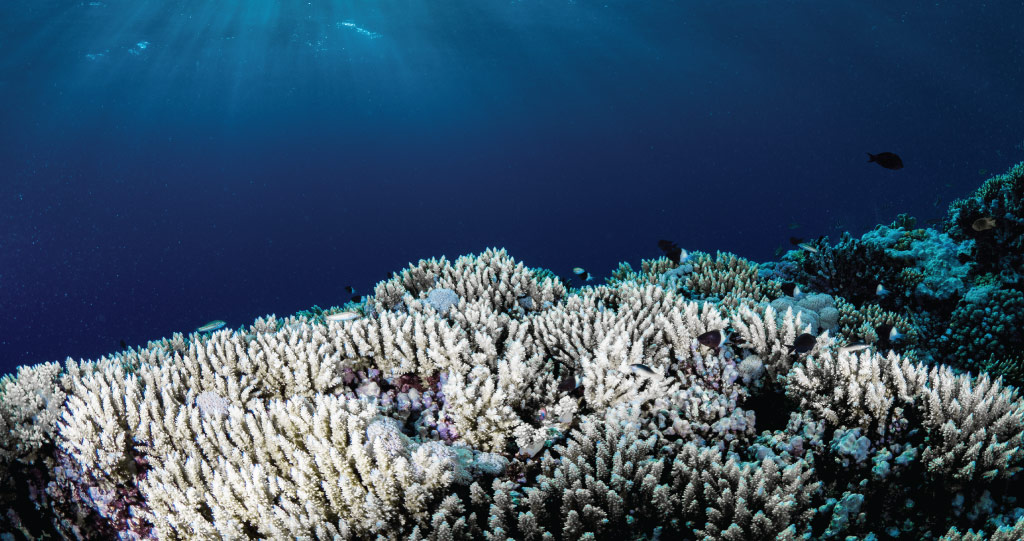 Climate change and warming seas are having a devastating impact on coral reefs, causing widespread coral bleaching such as that pictured above.