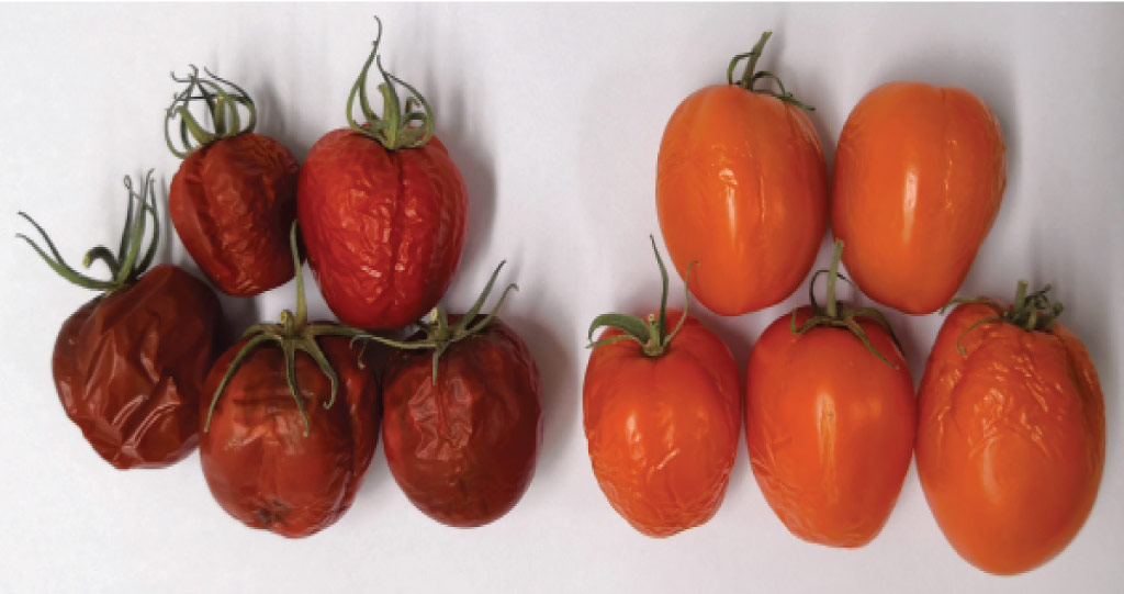 The team found that overexpressing the carotenoid gene in tomatoes conferred several advantages, including increased shelf life, as demonstrated above after seven weeks postharvesting (tomatoes expressing the LCYB gene are on the right).
