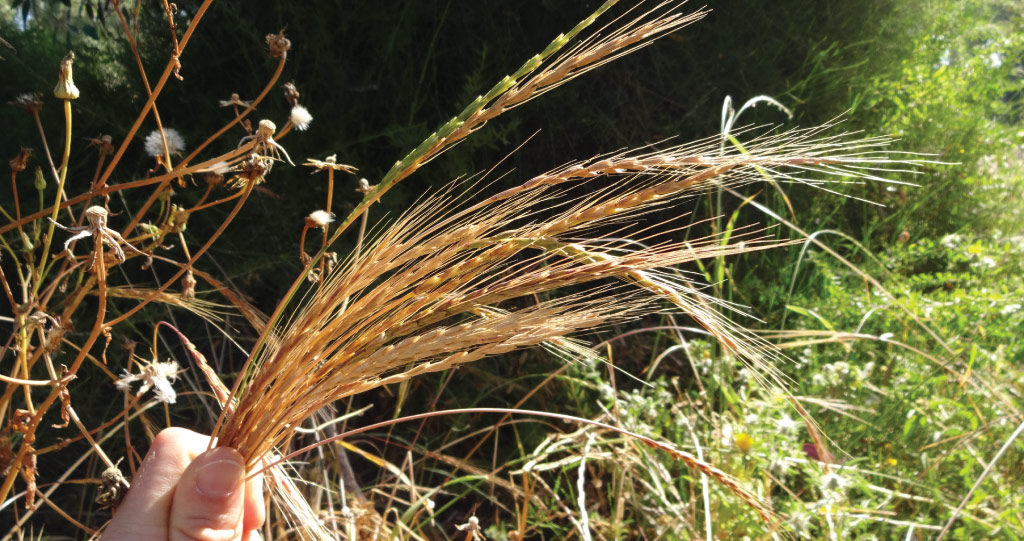 Aegilops sharonensis, or Sharon goatgrass, is a wild wheat that possesses a disease-resistance gene that can be used to boost the immunity of wheat and barley, thus helping to improve global food security.