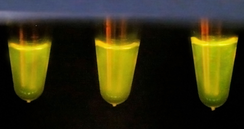 A fluorescent signal is produced to show that the sample tests positive for SARS-CoV-2.