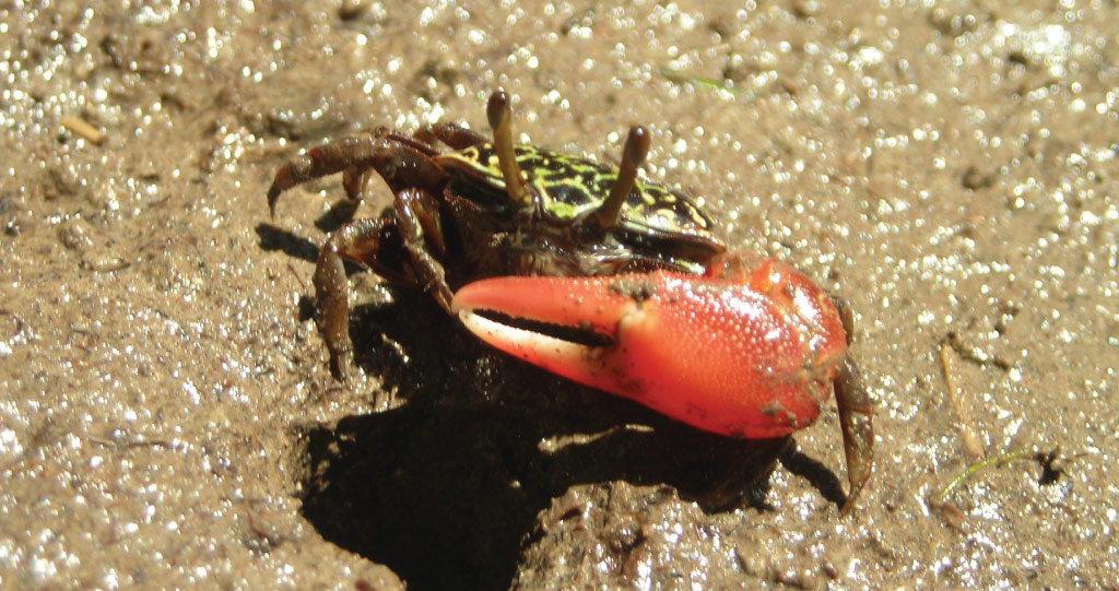 Fiddler crabs may play a crucial role in boosting mangrove resilience in the face of climate change.