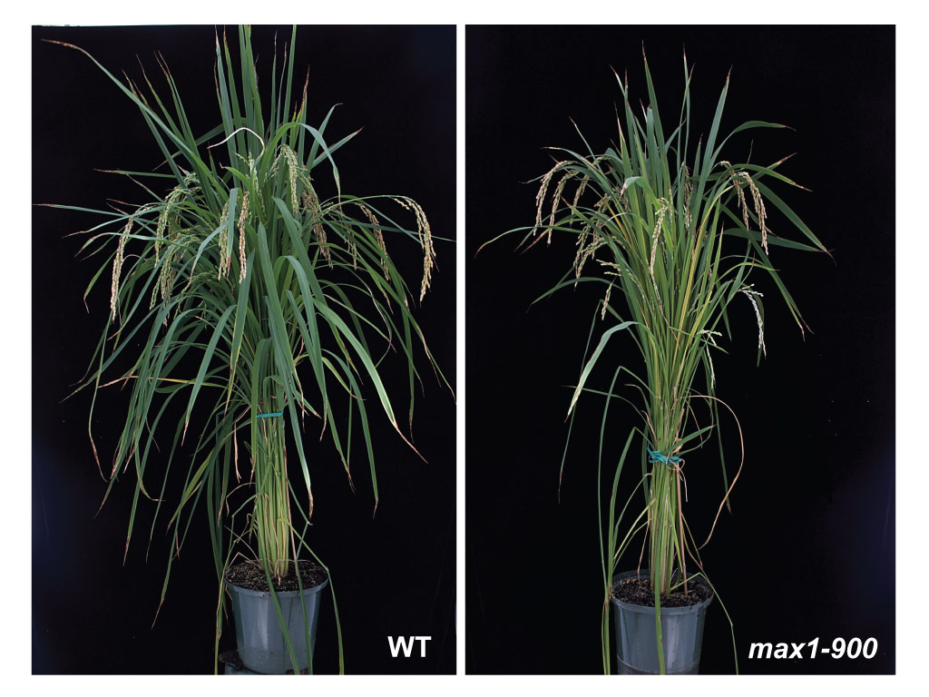 The researchers generated rice lines without canonical SLs (left) and compared them to wild-type plants (right).
